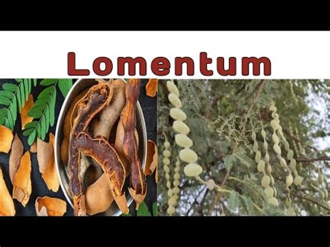 Lomentum @biologywalesir #lomentum #fruit #simple #schizocarpic # ...