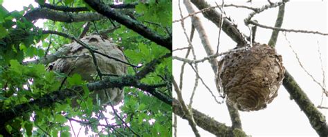 Asian hornet nest identification » NNSS