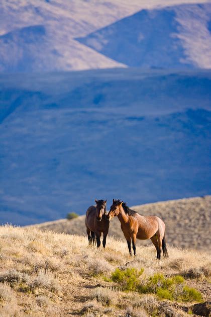 Wild Horses of Nevada photography | Bands | 2B0P0946