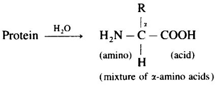 What are the products of hydrolysis of proteins? - Sarthaks eConnect ...