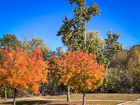 Vasona Lake County Park – California Fall Color