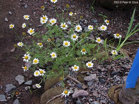 Anthemis cotula (Dog Fennel): Minnesota Wildflowers