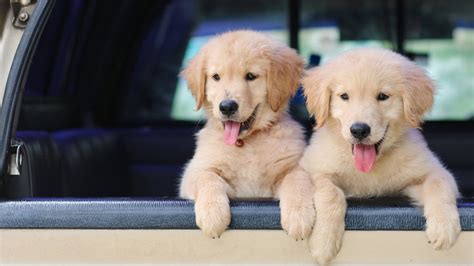 The Pros And Cons of Adopting Two Puppies at Once