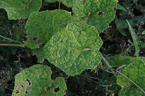 Cucumber Mosaic Virus: Prevention and Control - Garden.eco