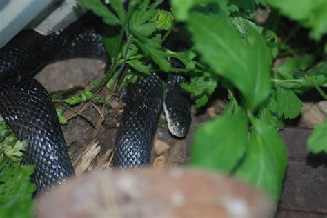 Explore Missouri: Black Snakes---just in time for Halloween