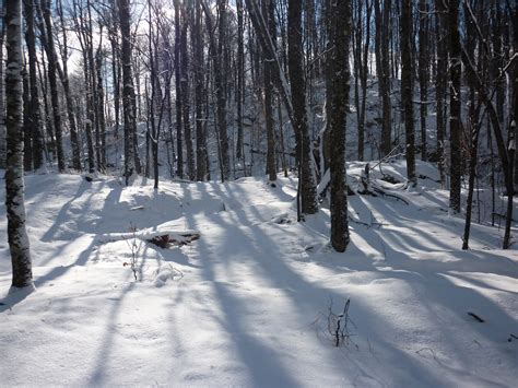 snowy forest scene-3619 | Stockarch Free Stock Photo Archive