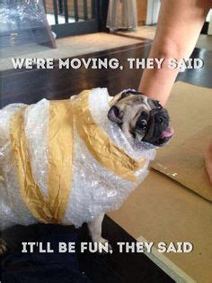 1000+ images about Moving House Memes on Pinterest | Blame, Pug meme ...