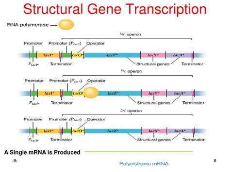 PPT - GENE REGULATION Lac Operon &Trp Operon in Bacteria PowerPoint Presentation - ID:4808335