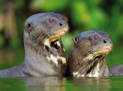 The Cute and Large Giant River Otter | Giant river otter, Otters, River ...