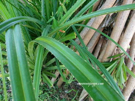 daun pandan berduri mengkuang - Emily Nash