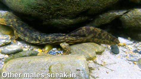 Hellbender Breeding Season: Rare Behaviors - YouTube