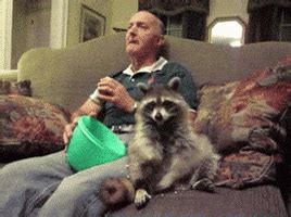 Raccoon Eating GIF - Find & Share on GIPHY