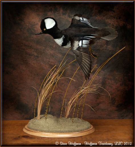 Hooded Merganser Flying Taxidermy Mount - Huffman Taxidermy LLC