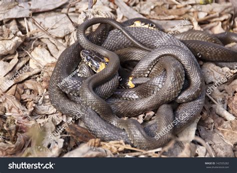 Grass Snakes In The Mating Season. Stock Photo 142555282 : Shutterstock