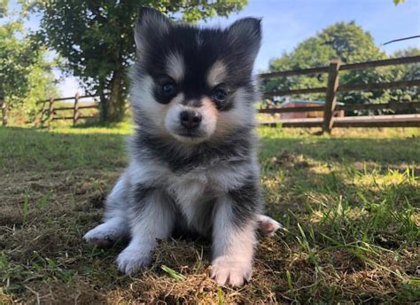 Pomsky Puppies For Sale Near Me Uk - Pets Lovers