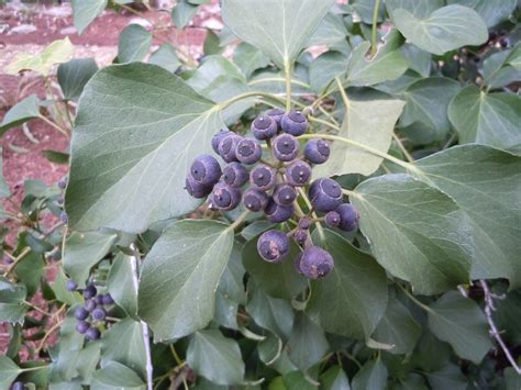 English Ivy – Mature Form, Flowers, Berries | Walter Reeves: The ...