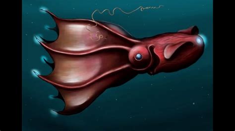 Vampire squid Facts Interesting Facts about Vampire squid - YouTube