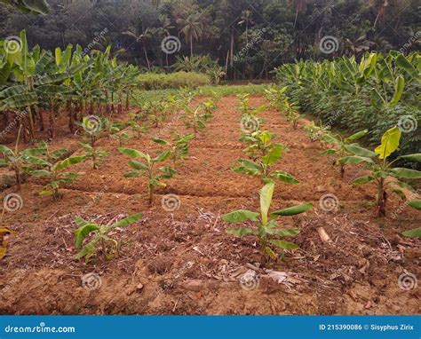 Plantain Farming, Agriculture Field, Banana Plants Royalty-Free Stock Photo | CartoonDealer.com ...