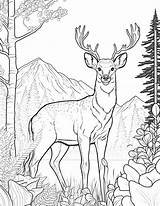Roar With Creativity Wild Animals Coloring Pages  Made By Teachers sketch template