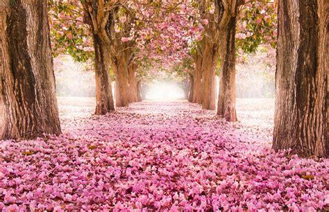 Pink Forest Flower Wallpapers - Top Free Pink Forest Flower Backgrounds - WallpaperAccess