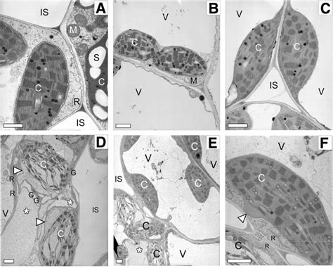 Transmission electron microscopy of mesophyll cell chloroplasts and ...