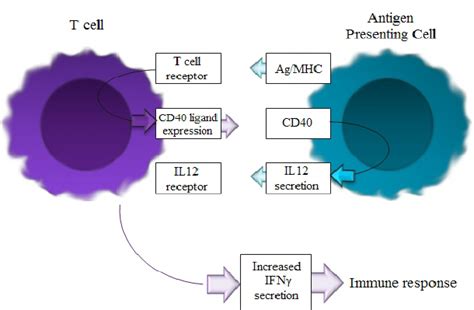 The CD40:CD40 ligand response | Download Scientific Diagram