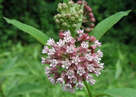 Common Milkweed - 20 Seeds - Asclepias Syriaca - Hirt's Gardens