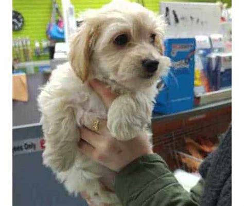 Dachshund Maltese Mix (Mauxie) - Info, Pictures, & Facts | ZooAwesome