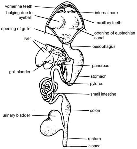 Genial Labelled Diagram Of Digestive System Of Frog | Images and Photos ...