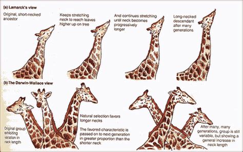 Evolution Theories - Notes - Biology | Mrs. McComas