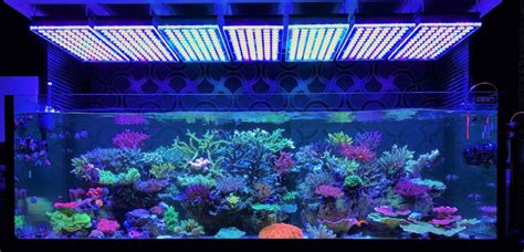 The 7 Best LED Aquarium Lighting - Fish Tank Lights Guide 2019