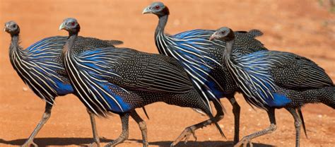 The Vulturine Guineafowl | Critter Science