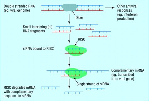 RNA interference | The BMJ