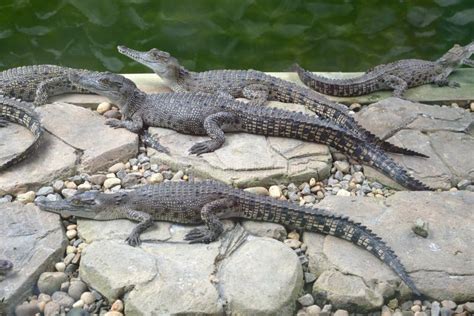 Baby Crocodiles stock photo. Image of carnivorous, asia - 28233582