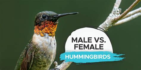 Male vs Female Hummingbird: What’s The Difference? - Birdwatching Buzz