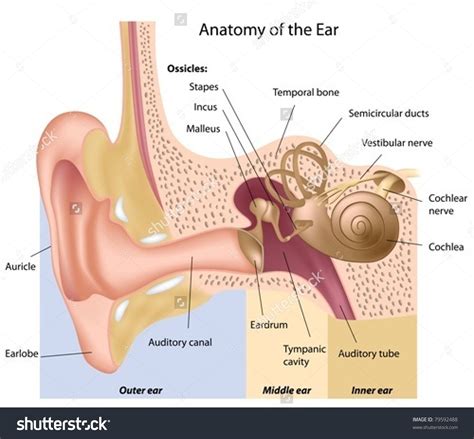 Anatomy Of The Human Ear In Farsi Numbers Cat Ear Anatomy Clipart ...