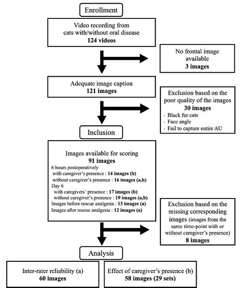 Figure 1 from Inter-Rater Reliability of the Feline Grimace Scale in Cats Undergoing Dental ...