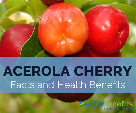 Acerola Cherry Facts, Health Benefits and Nutritional Value