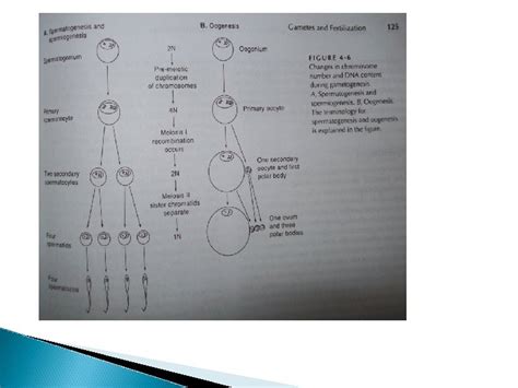 SISTEM REPRODUKSI IKAN perkembangbiakan Type reproduksi 1 Biseksual