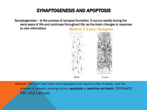 PPT - Promoting Brain-based Learning through STEM Activities PowerPoint ...