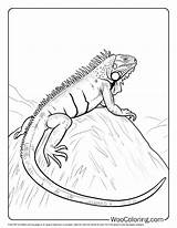100  Iguana coloring Pages Free PDF To Print Woo Coloring sketch template
