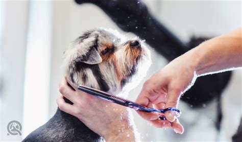 The Pet Grooming Shows & Conventions You Need to Attend This Year - QC Pet Studies