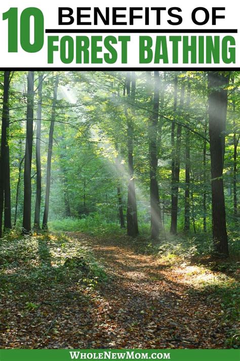 10 Proven Forest Bathing Benefits & How to Do It - Whole New Mom