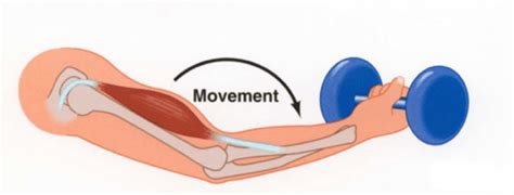 Physical Readaptation Glossary