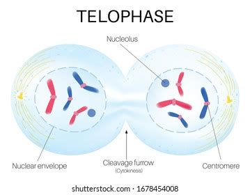 Telophase Diagram