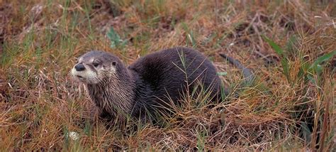 Great Texas Wildlife Trails - Wildlife - TPWD