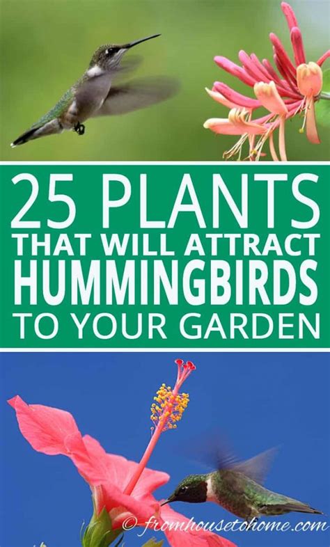 25+ Shade Plants For Hummingbirds | RhiannanFarhan