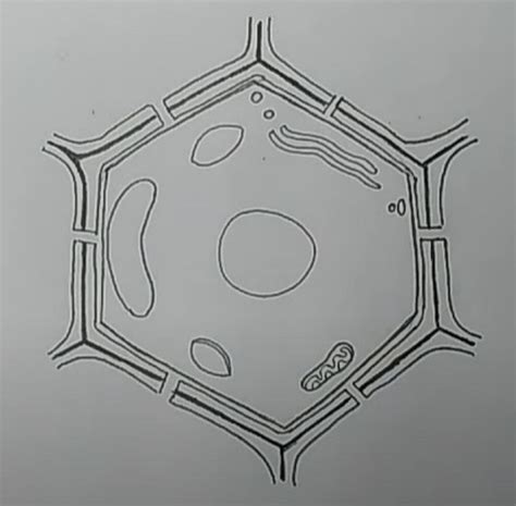 How To Draw A Plant Cell - Visitfishing28