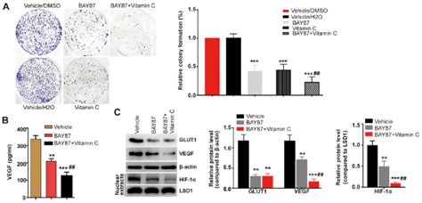 Vitamin C inhibits the proliferation of HLE-B3 cells and VEGF ...