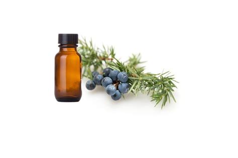 Juniper Berry Essential Oil | Vijay Impex